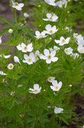 Anemone canadensis Seeds (100) Canada Anemone – Native Perennial Wildflower, White Flowers