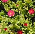 Aptenia cordifolia ‘Red Apple’ Unrooted Cuttings – 24 Sun Rose Ground Cover 4–6"