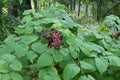 Aralia racemosa Seeds – American Spikenard (50 Seeds) | Native Perennial for Shade Gardens