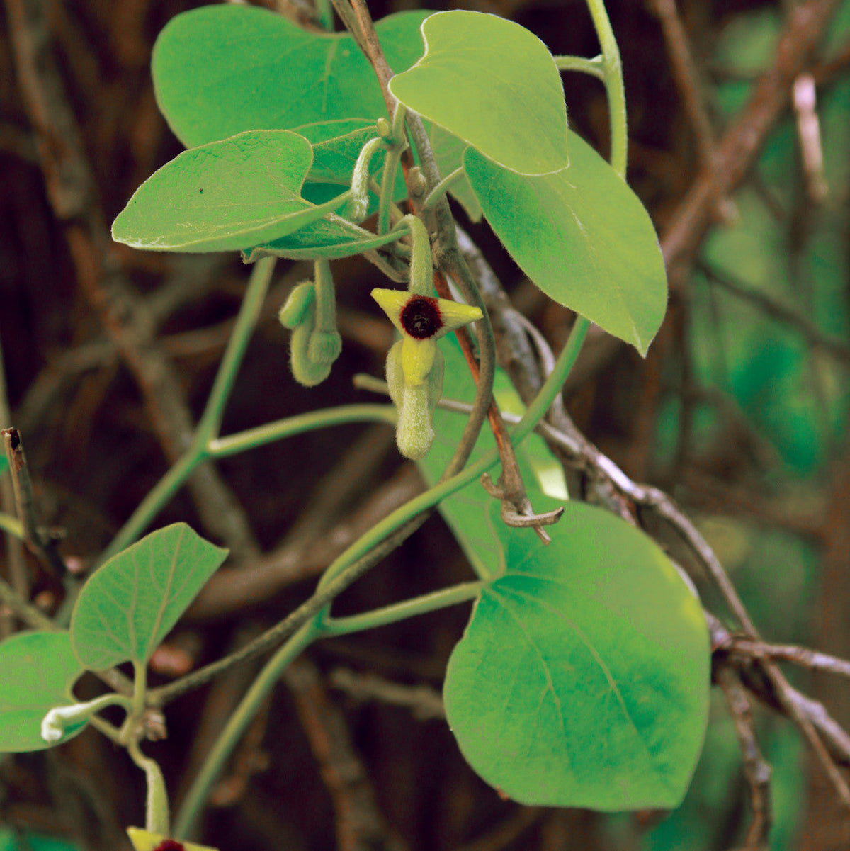 Aristolochia tomentosa Seeds - Dutchman’s Pipevine | Native Climbing Vine, 10 Seeds