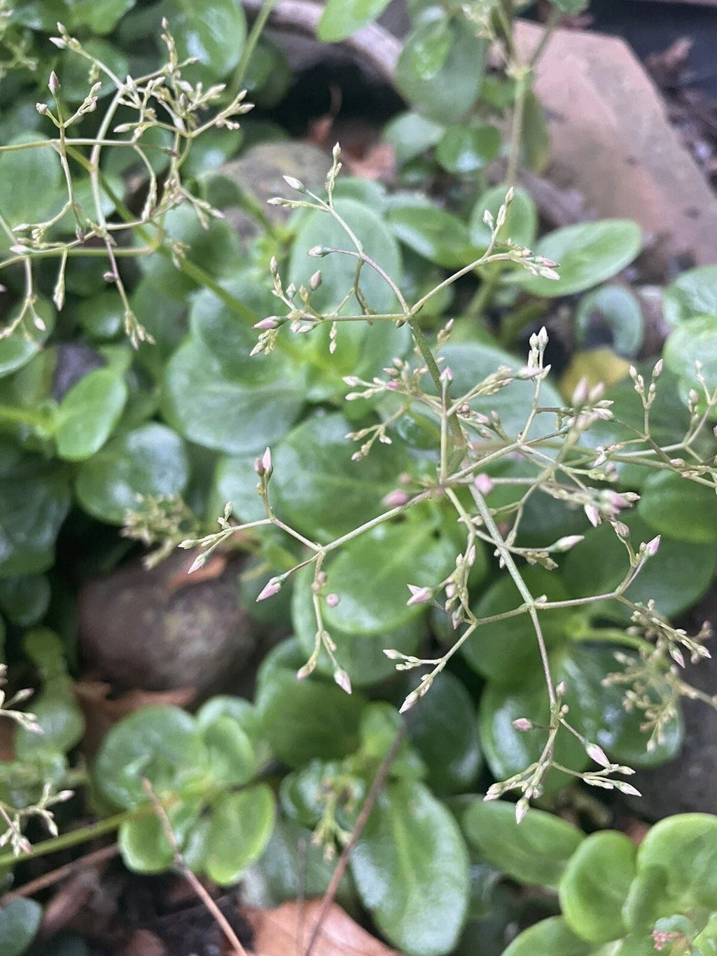 Crassula multicava 'Fairy Crassula' Cuttings - 5 Stems (Drought-Tolerant Ground Cover) | Zones 9-11