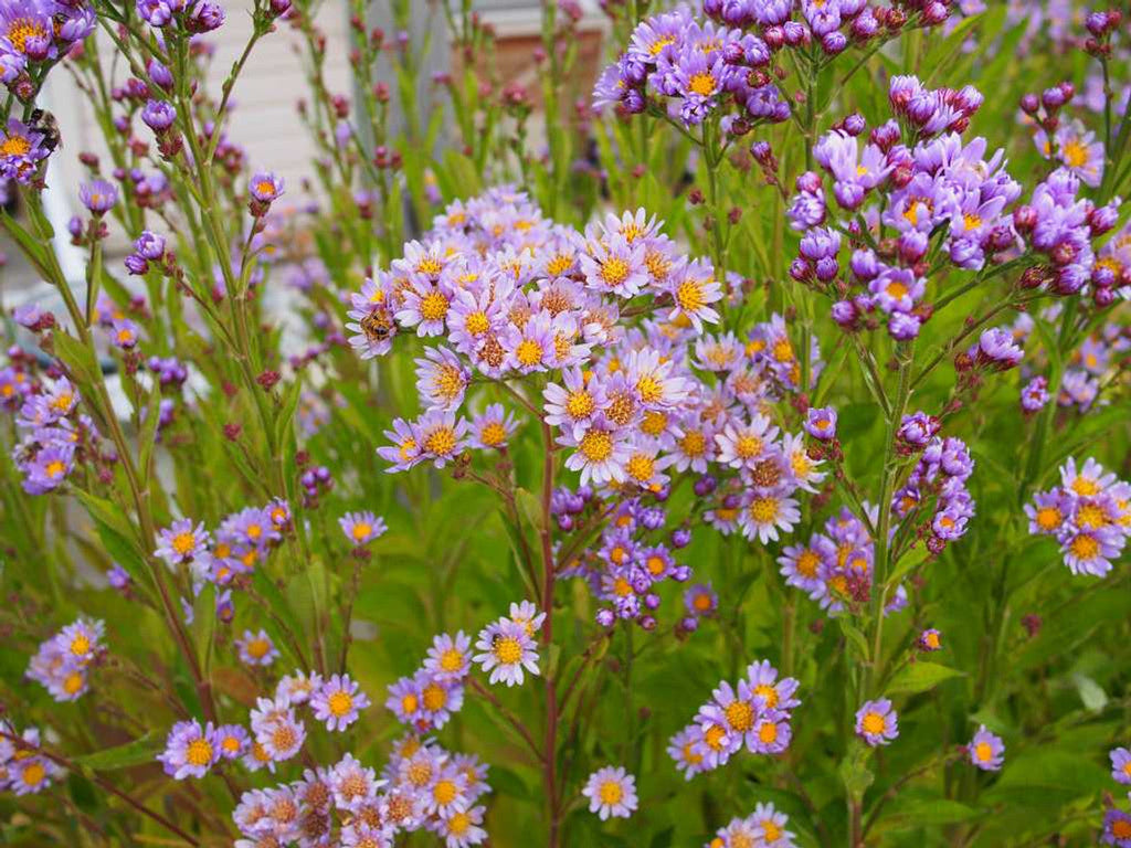 Tatarian Aster Starter Plants or Roots - 6 Cold-Hardy Lavender-Blooming Perennial