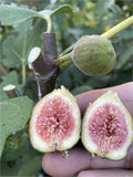 Dark Portuguese Fig Cutting (Unrooted) - 8+", 3+ Nodes, Ficus carica