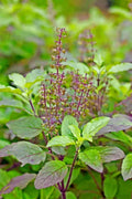 Organic Tulsi Holy Basil Live Starter Plant | Ocimum tenuiflorum