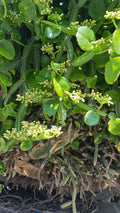 Cissus quadrangularis Unrooted Cuttings (2) - Rare Veldt Grape Squared Stem Succulent Vine