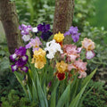 5 Mixed Tall Bearded Iris Rhizomes – Live Plants, Trimmed & Ready to Plant