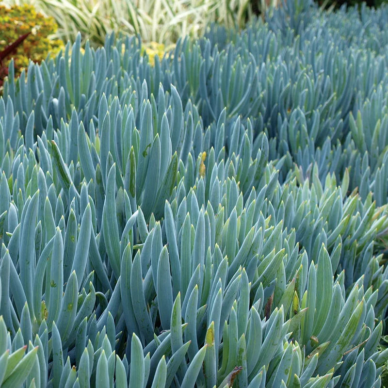 Blue Chalkstick Succulent Senecio serpens (Curio repens) - 4 Inch Pot