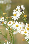 Boltonia asteroides Seeds (500) False Aster Native Perennial Wildflower - White Daisy Blooms