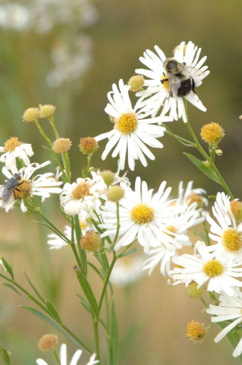 Boltonia asteroides Seeds (500) False Aster Native Perennial Wildflower - White Daisy Blooms