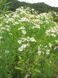 Boltonia decurrens Seeds (500) - Decurrent False Aster, Native wildflower