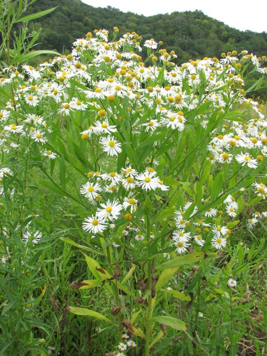 Boltonia decurrens Seeds | Decurrent False Aster - Native Pollinator Seed Packet (500 Seeds)