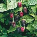 Boysenberry Plant - Live Bare Root Starter, Thornless Berry Vine (Boysenberry Hybrid)