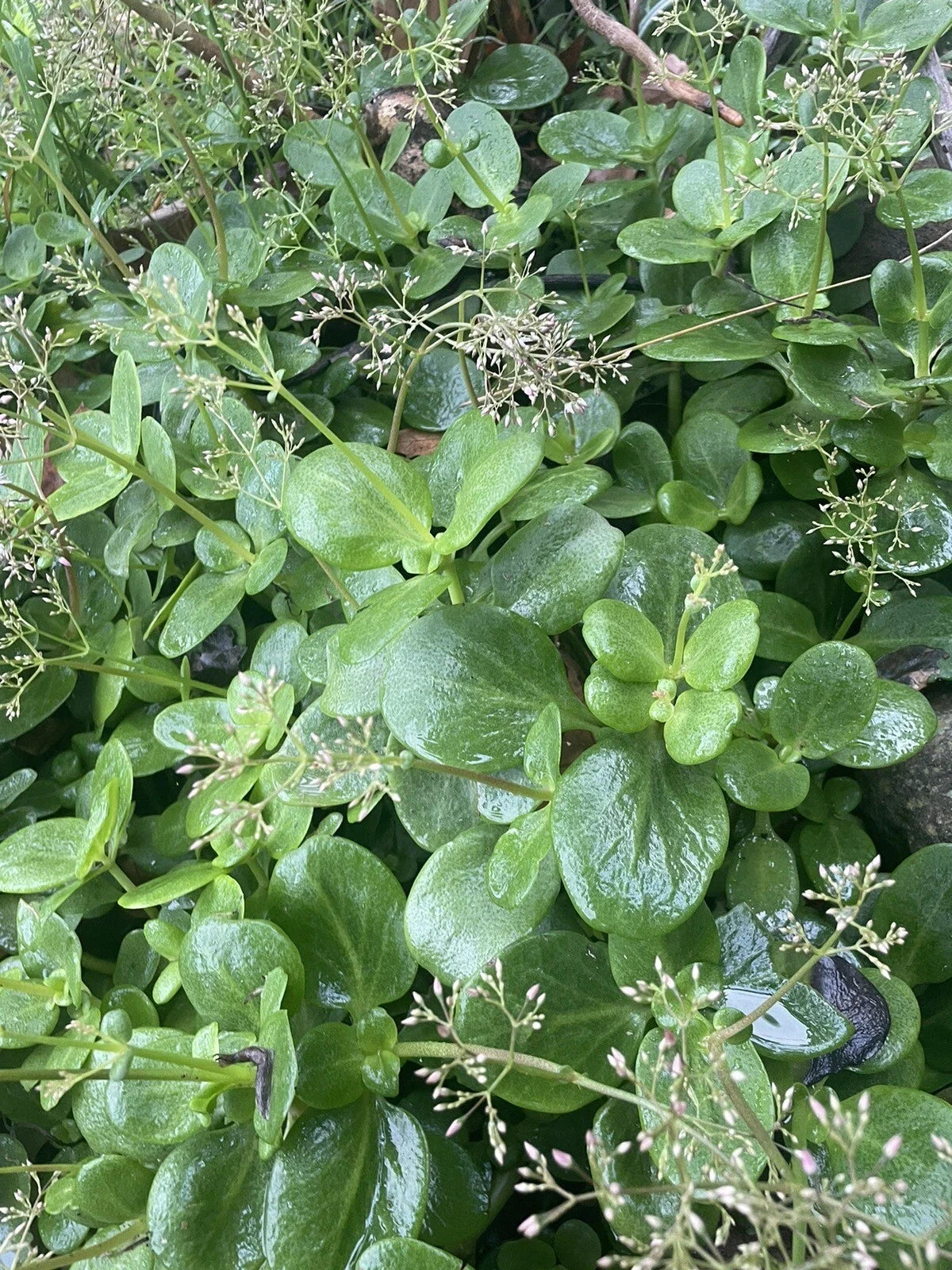 Crassula multicava 'Fairy Crassula' Cuttings - 5 Stems (Drought-Tolerant Ground Cover) | Zones 9-11