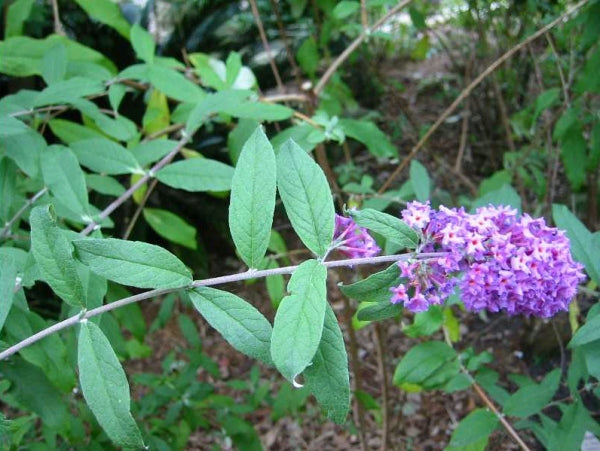 Buddleja davidii Cuttings - 7 Unrooted, 6" Long, Purple Butterfly Bush