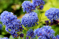 Ceanothus California Lilac - 3 Unrooted Live Cuttings ~6"