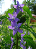 Campanula americana American Bellflower Seeds (500) – Native Blue-Violet Flowers, Pollinator Wildflower