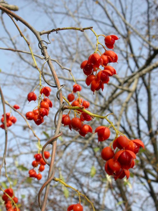 American Bittersweet Celastrus scandens Seeds – 30 Non-GMO Native Climbing Vine
