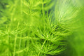Hornwort Ceratophyllum demersum - Live Aquarium & Pond Plant (Fast-Growing Oxygenator)