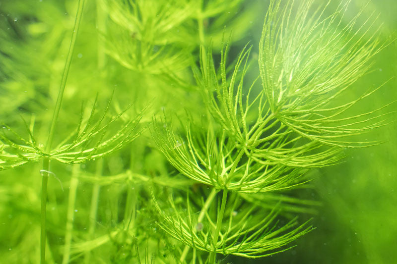 Hornwort Ceratophyllum demersum - Live Aquarium & Pond Plant (Fast-Growing Oxygenator)