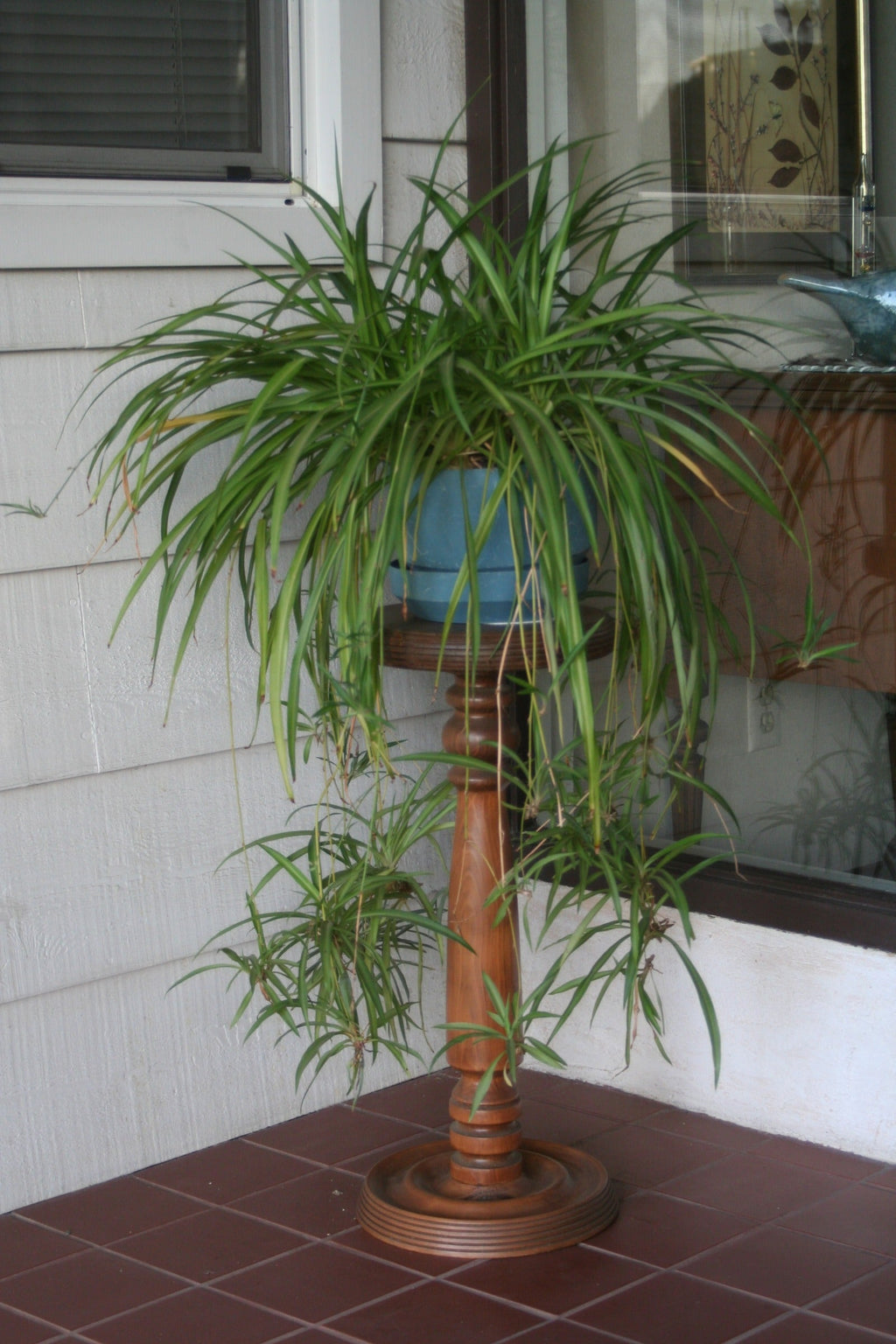 Spider Plant Baby Plants (Chlorophytum comosum) - 10 Unrooted Plantlets Ready to Root