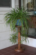 Spider Plant Baby Plants (Chlorophytum comosum) - 10 Unrooted Plantlets Ready to Root