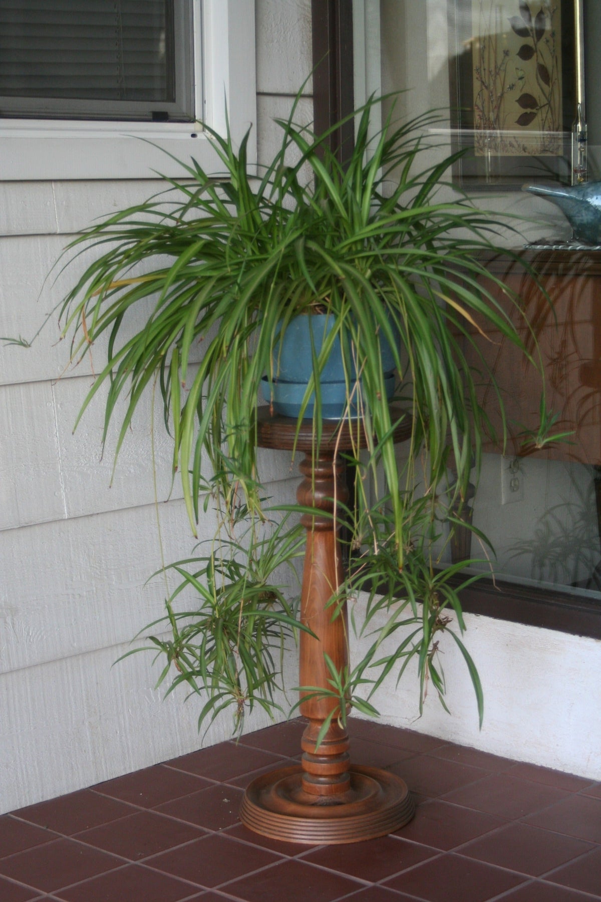 Spider Plant Baby Plants (Chlorophytum comosum) - 10 Unrooted Plantlets Ready to Root