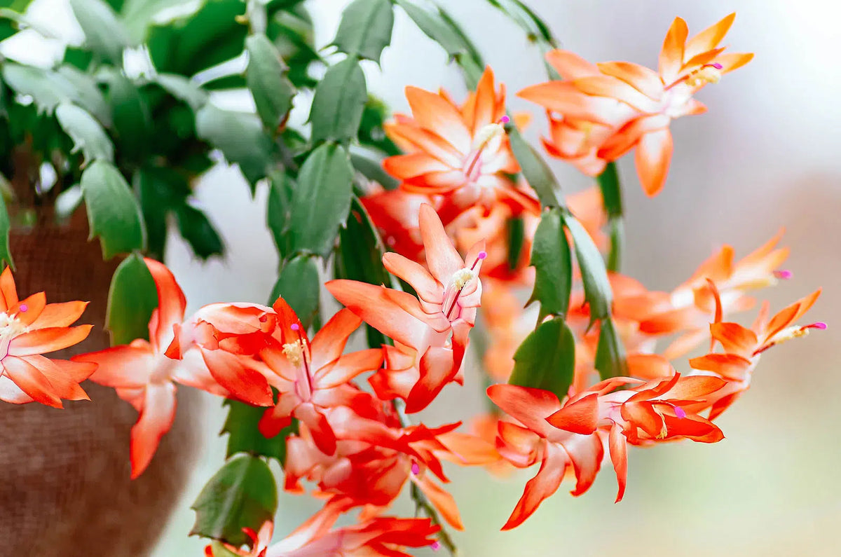 Orange Christmas Cactus (Schlumbergera truncata) Live Plant – 5–6" Bareroot, Bright Orange Holiday Blooms