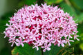 Pink Clerodendrum Rooted Cuttings (3-Pack) – Tropical Flowering Shrubs with Established Roots