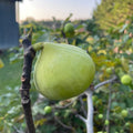 Conadria Fig Tree Cuttings (Unrooted) – Ficus carica Scion Wood for Grafting & Propagation