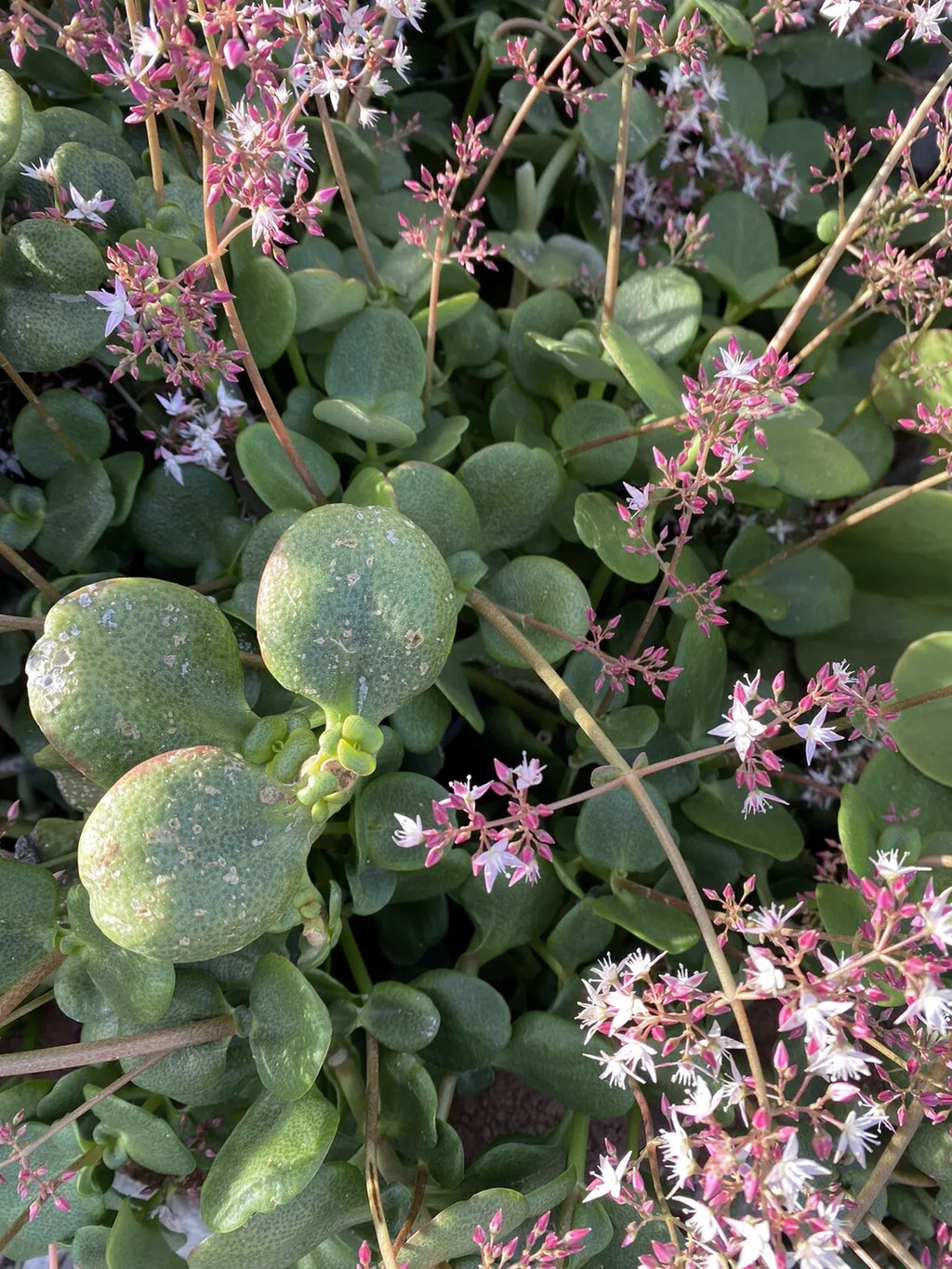 Crassula multicava 'Fairy Crassula' Cuttings - 5 Stems (Drought-Tolerant Ground Cover) | Zones 9-11