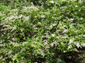 20 Unrooted Chinese Privet Cuttings (Ligustrum sinense) – Fast Growing Hedge for Privacy