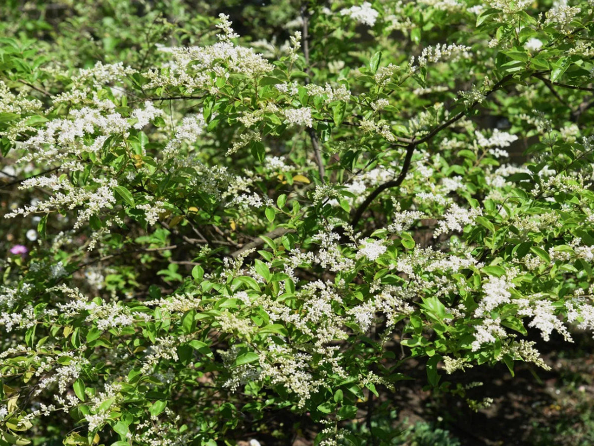 20 Unrooted Chinese Privet Cuttings (Ligustrum sinense) – Fast Growing Hedge for Privacy