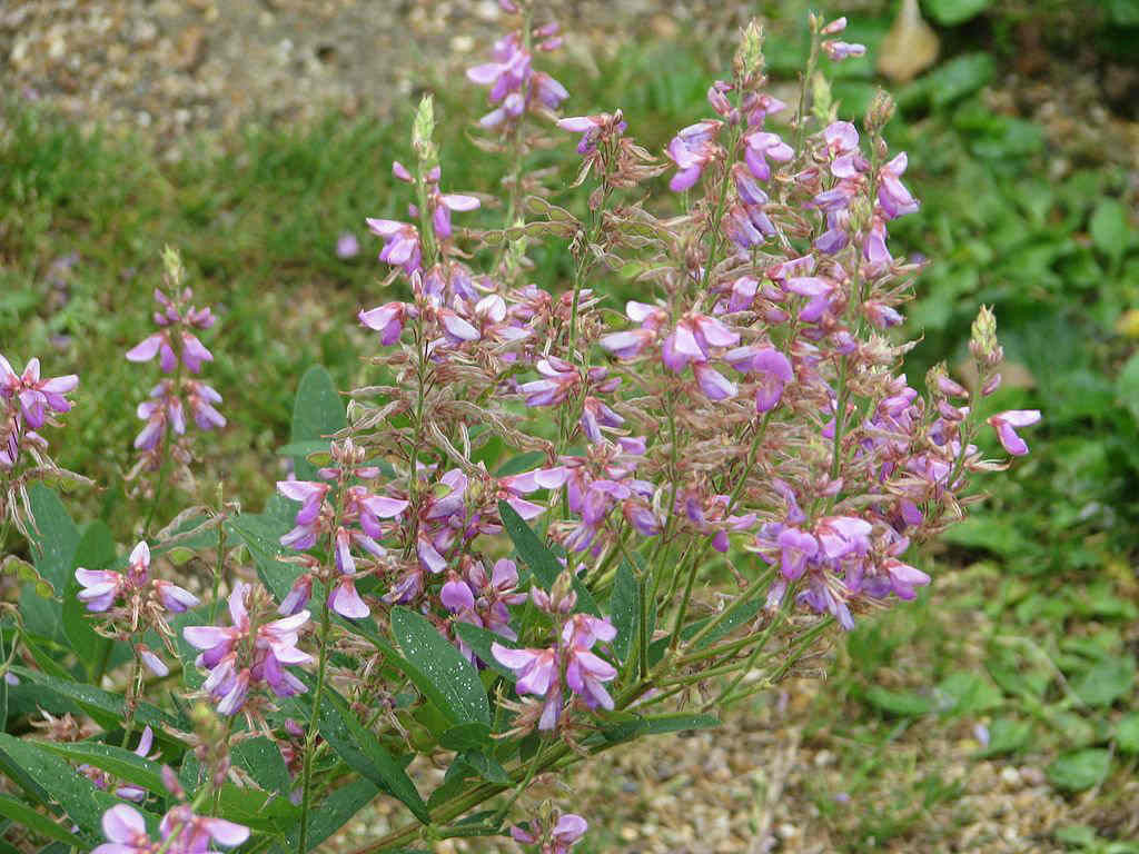 Desmodium canadense Seeds (Showy Tick Trefoil) – Native Perennial Wildflower, 25 Seeds