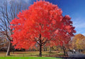 Red Maple Tree Acer rubrum Bare Root 1–2 ft Tall