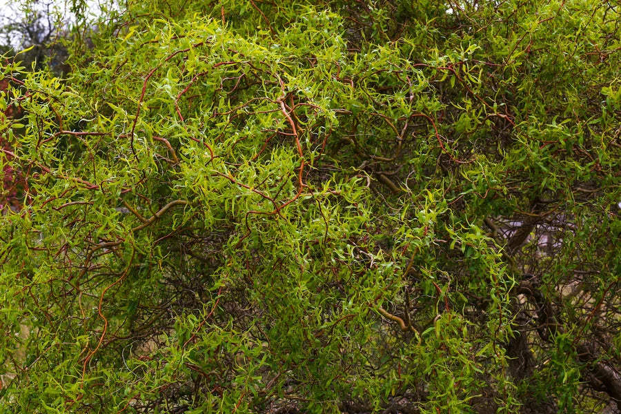 Corkscrew Willow Tree Salix matsudana 'Tortuosa' Bare Root 1–2 ft Tall