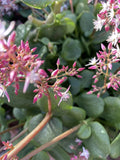 Crassula multicava 'Fairy Crassula' Cuttings - 5 Stems (Drought-Tolerant Ground Cover) | Zones 9-11