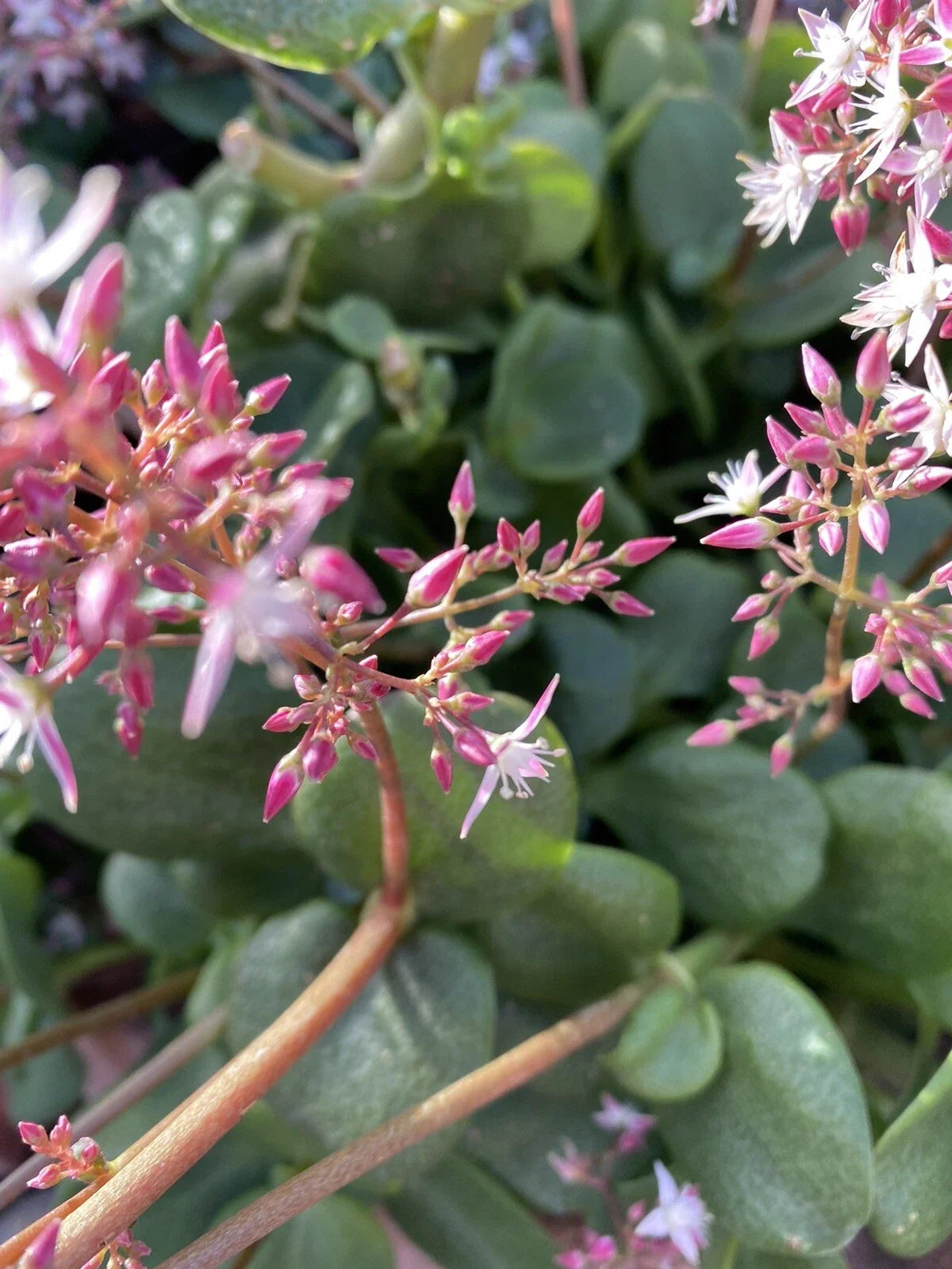 Crassula multicava 'Fairy Crassula' Cuttings - 5 Stems (Drought-Tolerant Ground Cover) | Zones 9-11