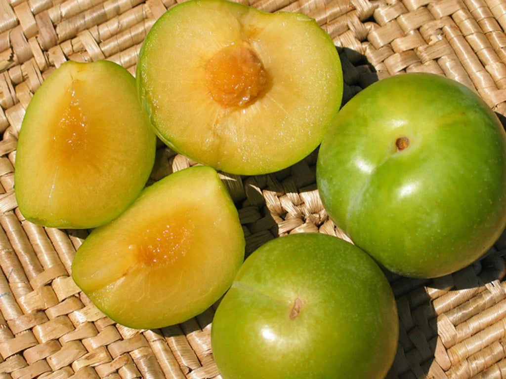 Emerald Pluot Scion Cuttings (5) – Unrooted 3–6" Grafting Wood for Plum x Apricot Hybrid