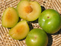 Emerald Pluot Scion Cuttings (5) – Unrooted 3–6" Grafting Wood for Plum x Apricot Hybrid