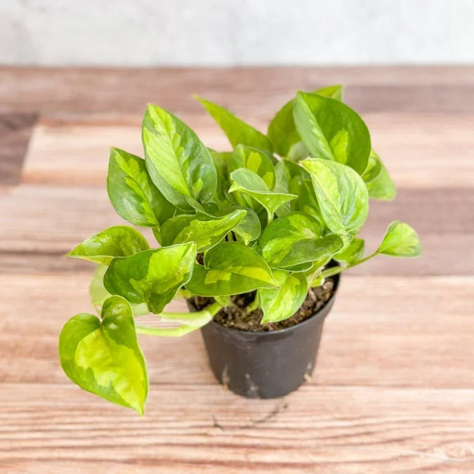 Global Green Pothos Rooted Cutting | Epipremnum Aureum Live Indoor Plant