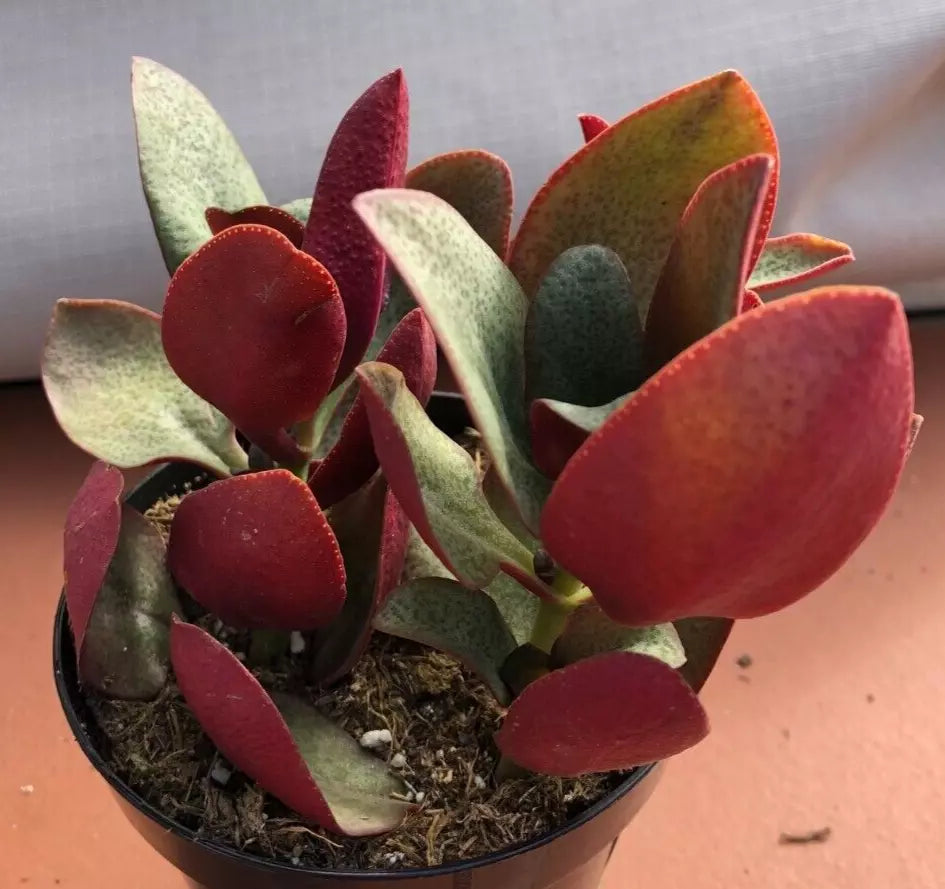 Crassula Multicava 'Bleeding Heart' Starter Plant – Bare Root Succulent