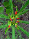 Painted Spurge Euphorbia cyathophora Seeds (10) - Fire on the Mountain Native Wildflower