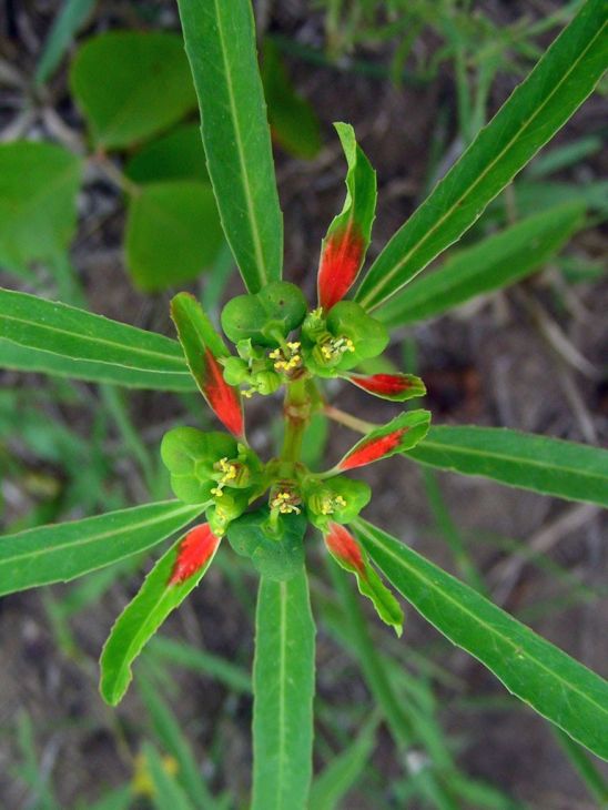 Painted Spurge Euphorbia cyathophora Seeds (10) - Fire on the Mountain Native Wildflower