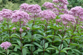 Eutrochium fistulosum Seeds - Hollow Joe-Pye Weed | 100 Seeds | Pollinator Garden