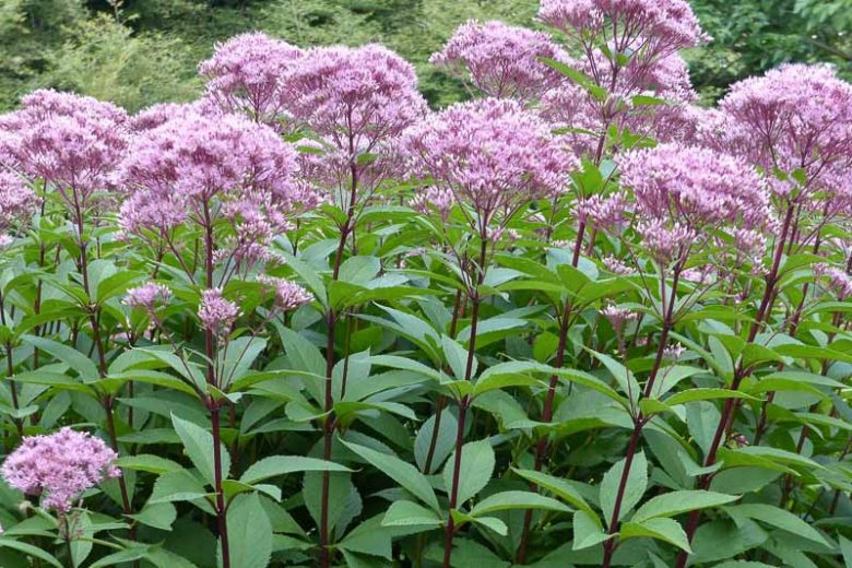 Eutrochium fistulosum Seeds - Hollow Joe-Pye Weed | 100 Seeds | Pollinator Garden