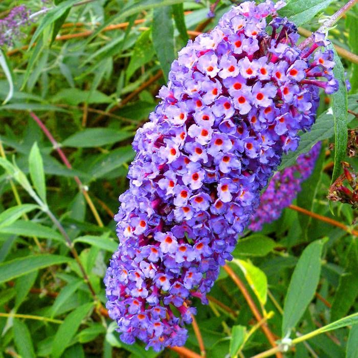 Buddleja davidii Cuttings - 7 Unrooted, 6" Long, Purple Butterfly Bush