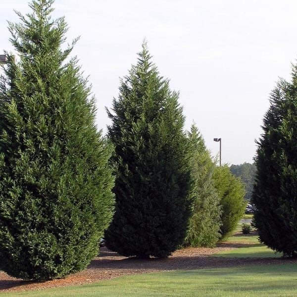 Leyland Cypress Cuttings - 15 Unrooted 6-7" Cupressocyparis leylandii for Privacy Screen