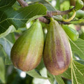 Brunswick Fig Cuttings (Ficus carica) - 2 Unrooted 6-8" Pieces