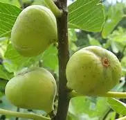 Brooklyn White Fig Cuttings - 2 Unrooted 6-8" Organic Heirloom Propagation