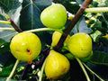 White Marseilles Fig Cuttings (6 pcs) - Unrooted Ficus carica Dormant Propagation